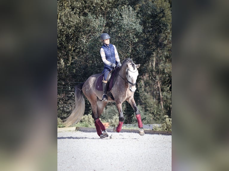 Lusitanien Hongre 6 Ans 170 cm Aubère in Mafra
