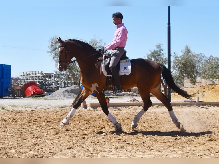 Lusitanien Hongre 6 Ans 170 cm Bai in Provinz Granada