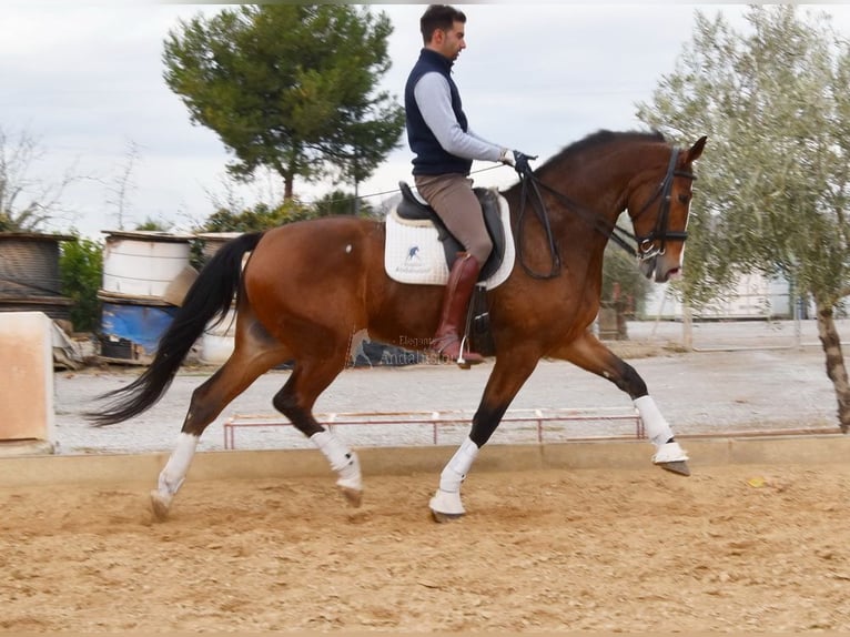 Lusitanien Hongre 6 Ans 170 cm Bai in Provinz Granada