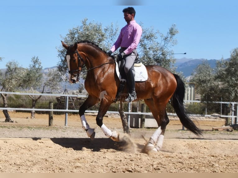 Lusitanien Hongre 6 Ans 170 cm Bai in Provinz Granada