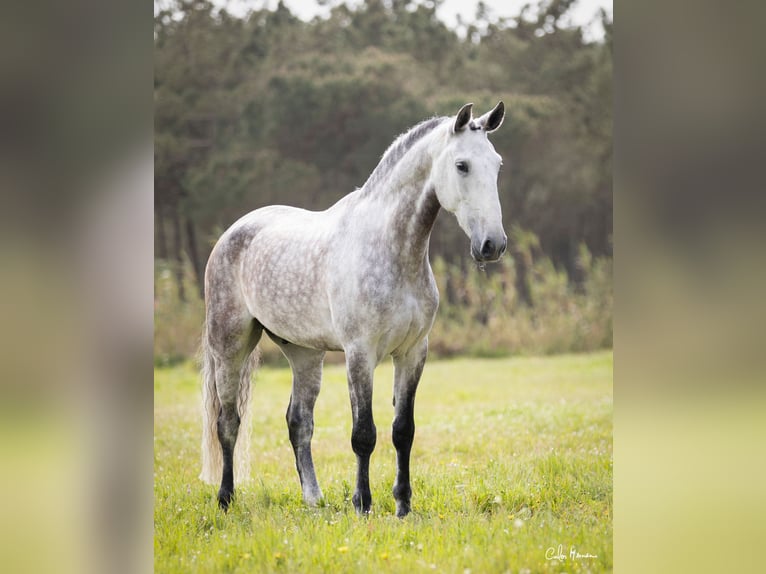 Lusitanien Hongre 6 Ans 171 cm Gris in Pinhal da Nazaré