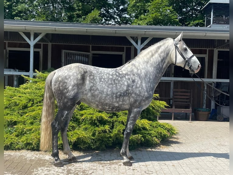 Lusitanien Hongre 7 Ans 155 cm Gris pommelé in Neuenkirchen