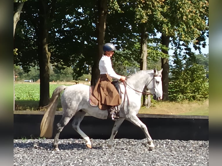 Lusitanien Hongre 7 Ans 155 cm Gris pommelé in Neuenkirchen