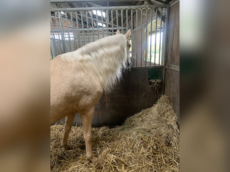 Lusitanien Hongre 7 Ans 156 cm Palomino in Haussez