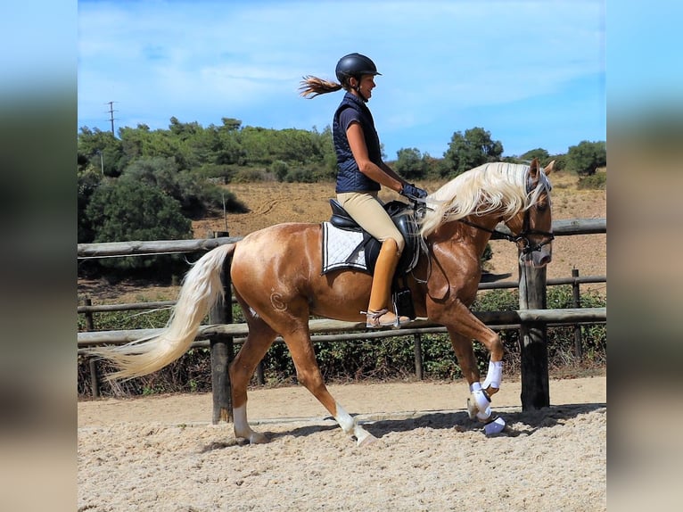 Lusitanien Hongre 7 Ans 159 cm Palomino in Ribamar