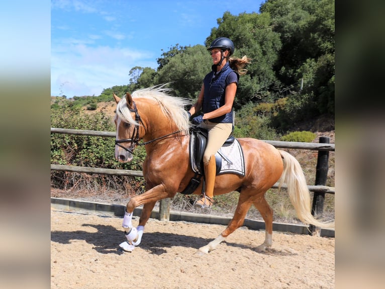 Lusitanien Hongre 7 Ans 159 cm Palomino in Ribamar