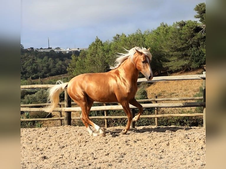 Lusitanien Hongre 7 Ans 159 cm Palomino in Ribamar