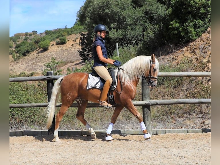 Lusitanien Hongre 7 Ans 159 cm Palomino in Ribamar