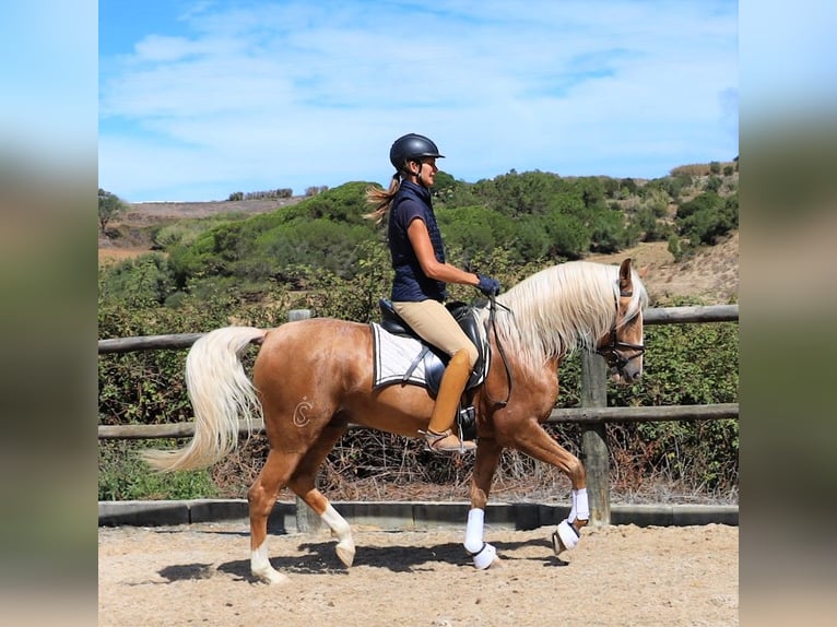 Lusitanien Hongre 7 Ans 159 cm Palomino in Ribamar