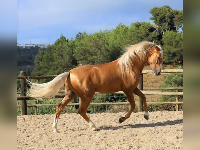 Lusitanien Hongre 7 Ans 159 cm Palomino in Ribamar