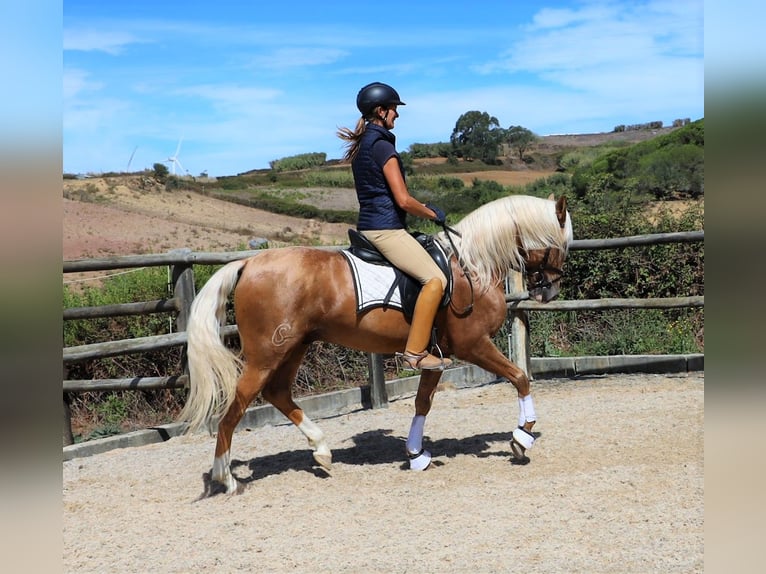 Lusitanien Hongre 7 Ans 159 cm Palomino in Ribamar