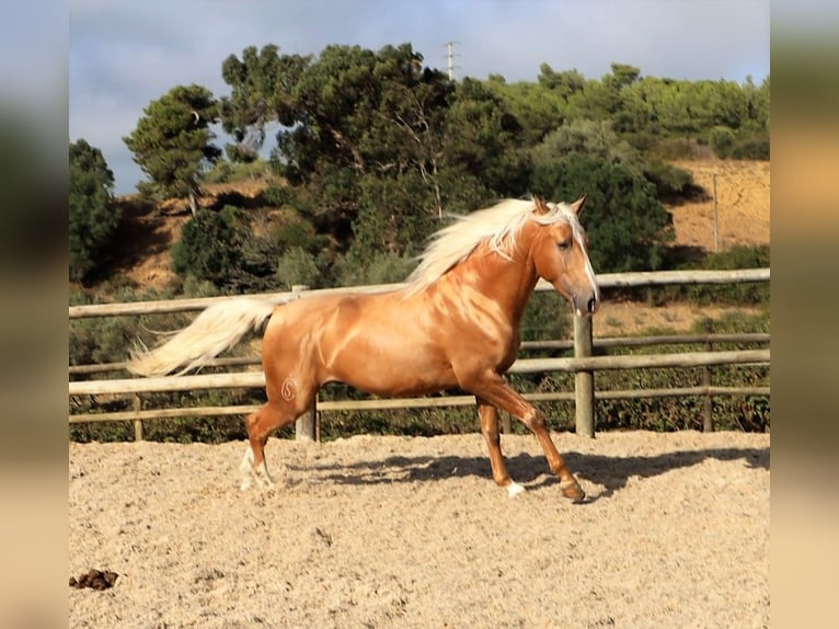 Lusitanien Hongre 7 Ans 159 cm Palomino in Ribamar