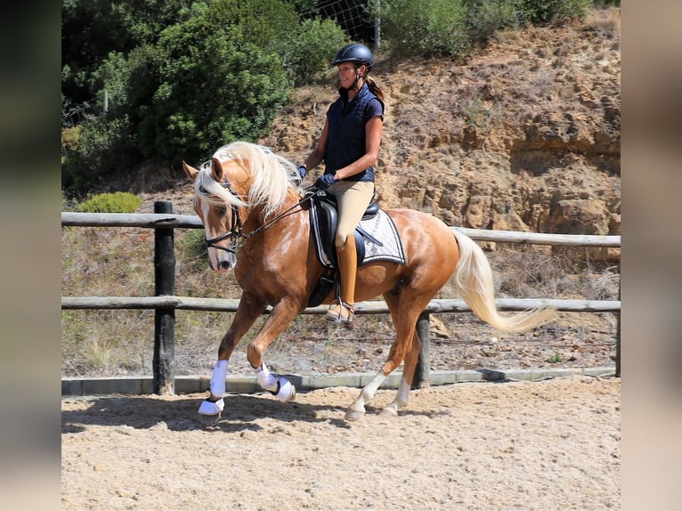 Lusitanien Hongre 7 Ans 159 cm Palomino in Ribamar