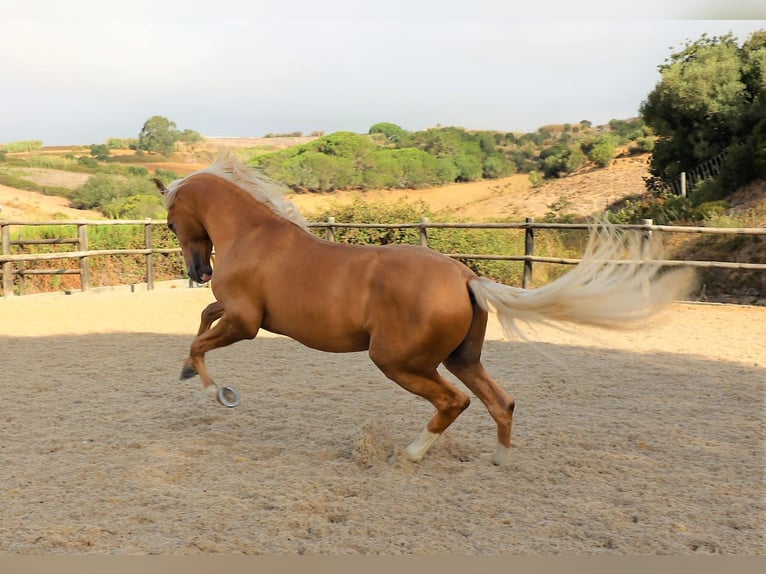 Lusitanien Hongre 7 Ans 159 cm Palomino in Ribamar