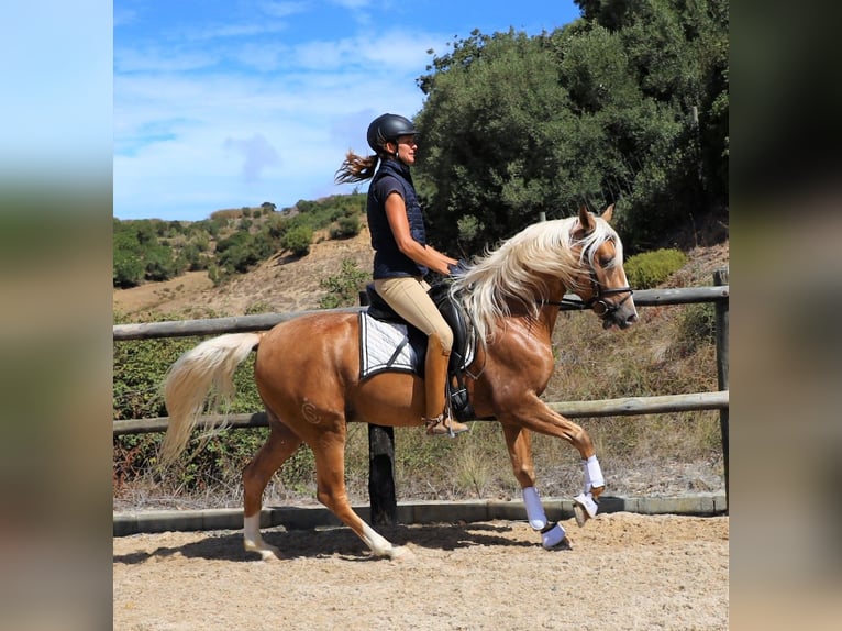 Lusitanien Hongre 7 Ans 159 cm Palomino in Ribamar