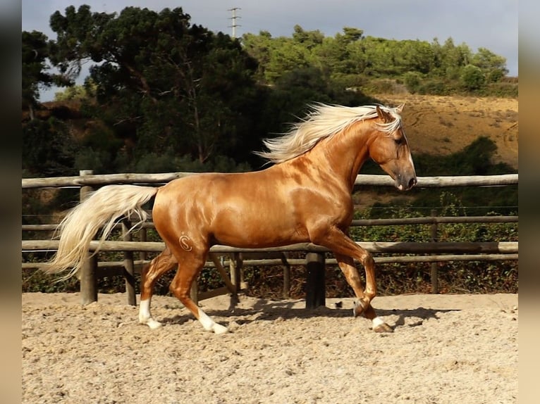 Lusitanien Hongre 7 Ans 159 cm Palomino in Ribamar