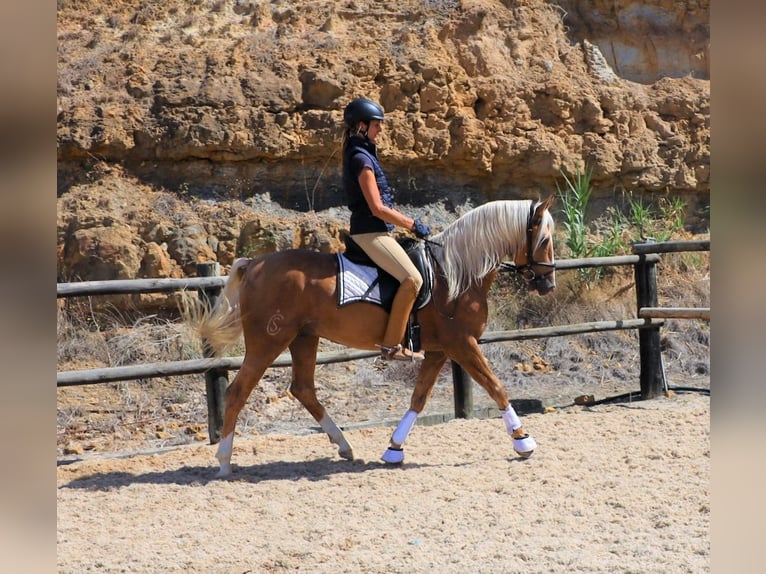 Lusitanien Hongre 7 Ans 159 cm Palomino in Ribamar