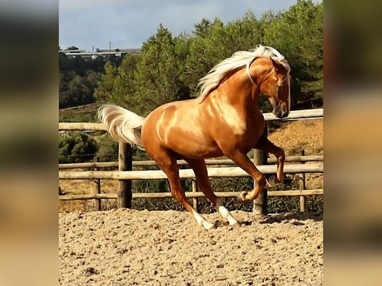 Lusitanien Hongre 7 Ans 159 cm Palomino in Ribamar