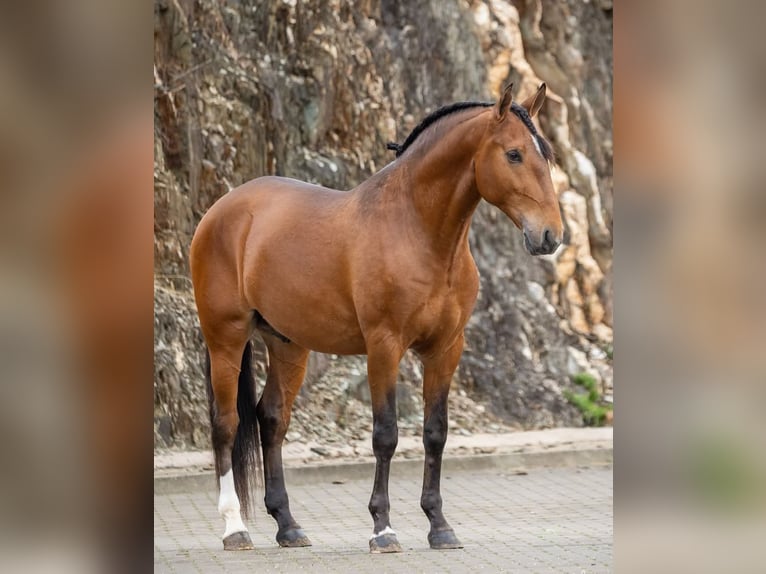 Lusitanien Hongre 7 Ans 160 cm Bai in Leuggern
