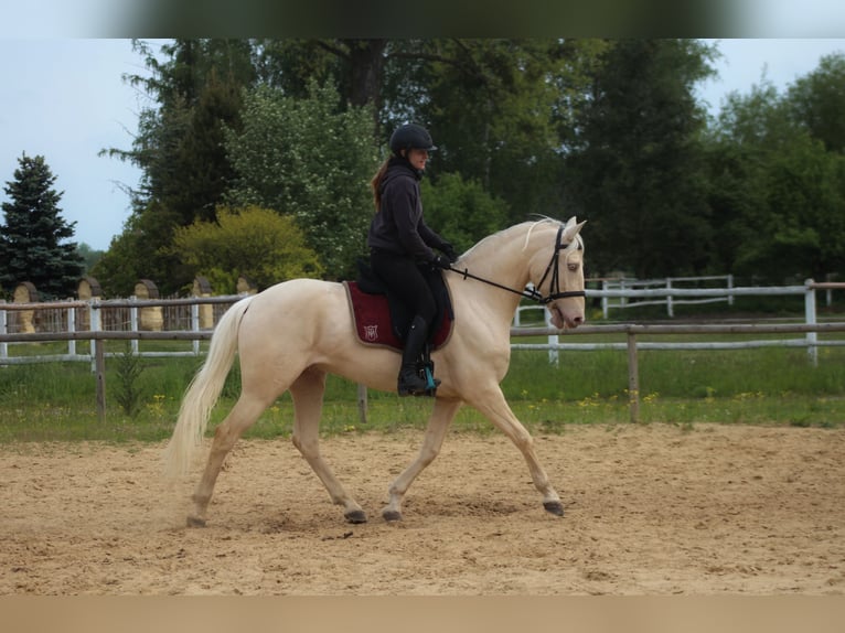 Lusitanien Hongre 7 Ans 160 cm Cremello in Santok