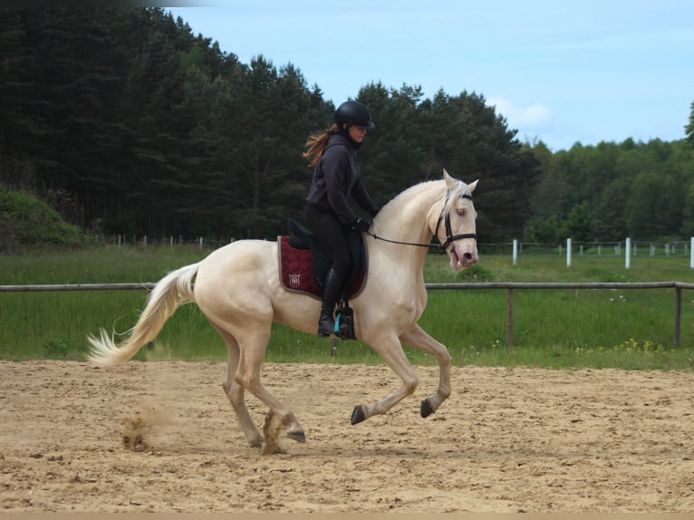 Lusitanien Hongre 7 Ans 160 cm Cremello in Santok