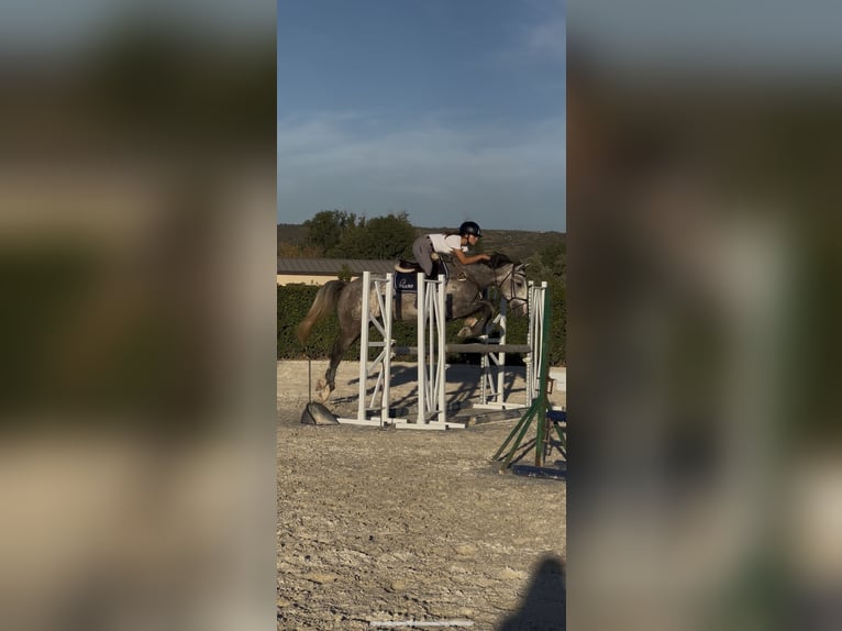 Lusitanien Hongre 7 Ans 160 cm Gris in San Martín de la Vega