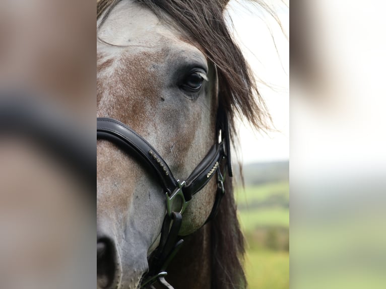 Lusitanien Hongre 7 Ans 160 cm Gris noir in Nettersheim