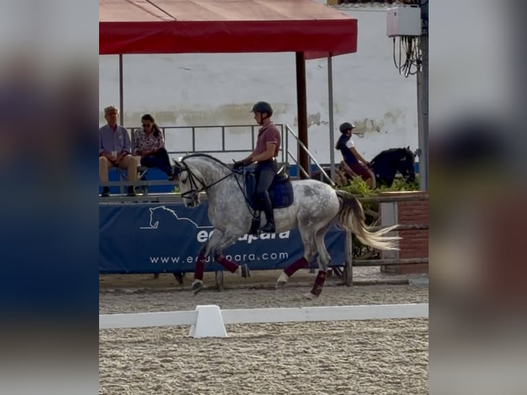 Lusitanien Hongre 7 Ans 160 cm Gris in Amarante
