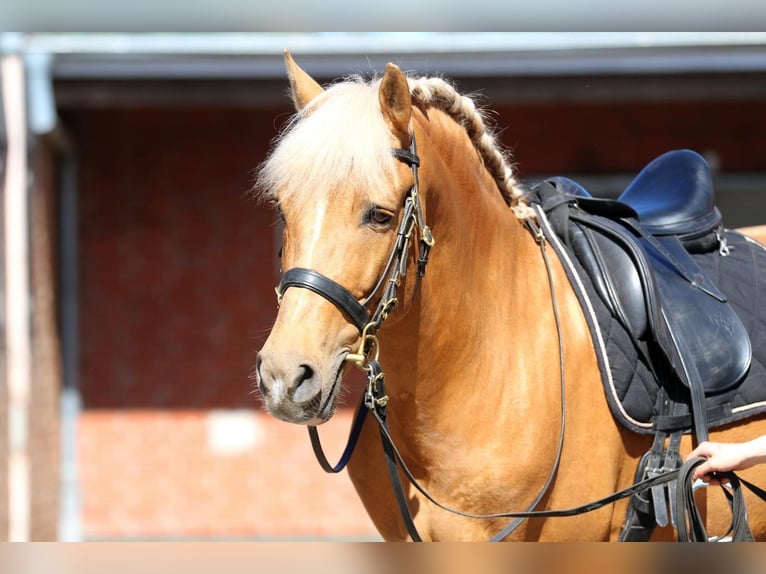 Lusitanien Hongre 7 Ans 160 cm Palomino in Hamburg Eimsbüttel