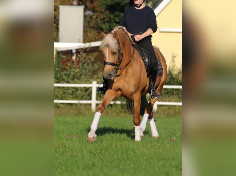 Lusitanien Hongre 7 Ans 160 cm Palomino in Hamburg Eimsbüttel