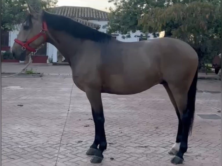 Lusitanien Hongre 7 Ans 161 cm Isabelle in Palma del Rìo