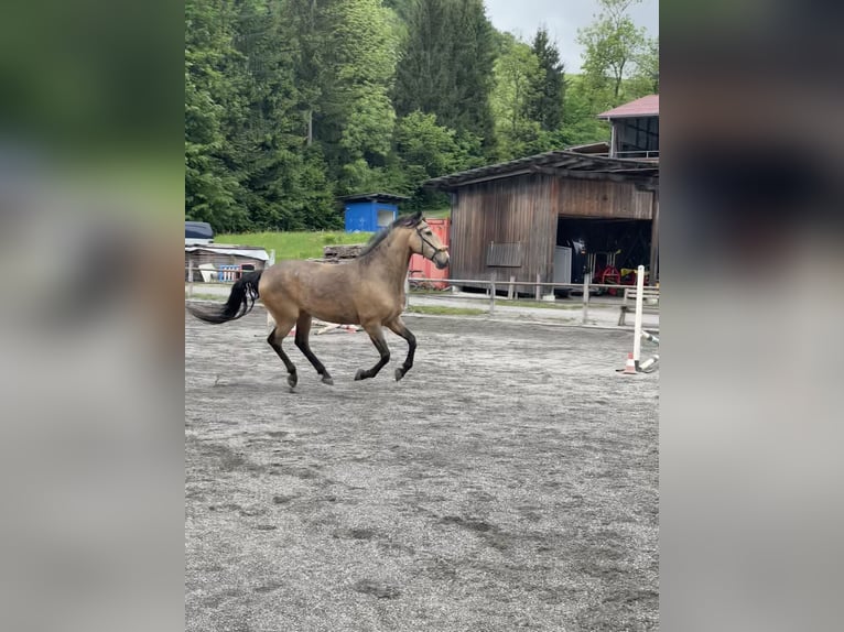 Lusitanien Hongre 7 Ans 161 cm Isabelle in Schwarzach im Pongau