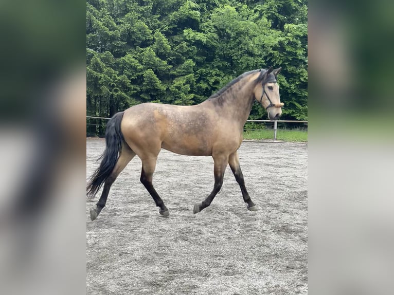 Lusitanien Hongre 7 Ans 161 cm Isabelle in Schwarzach im Pongau