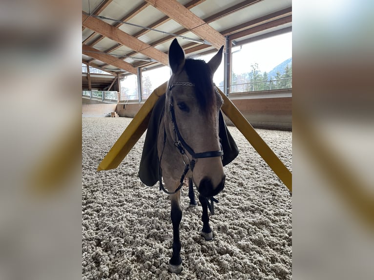 Lusitanien Hongre 7 Ans 161 cm Isabelle in Schwarzach im Pongau