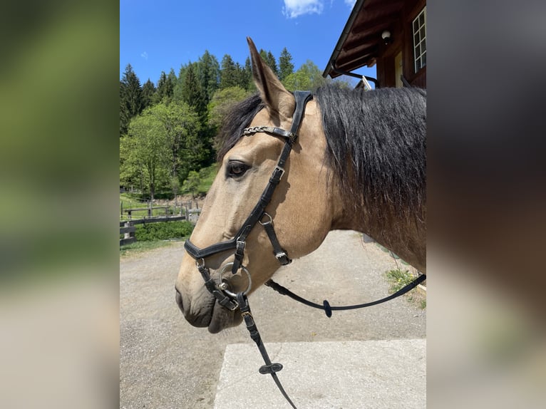 Lusitanien Hongre 7 Ans 161 cm Isabelle in Schwarzach im Pongau
