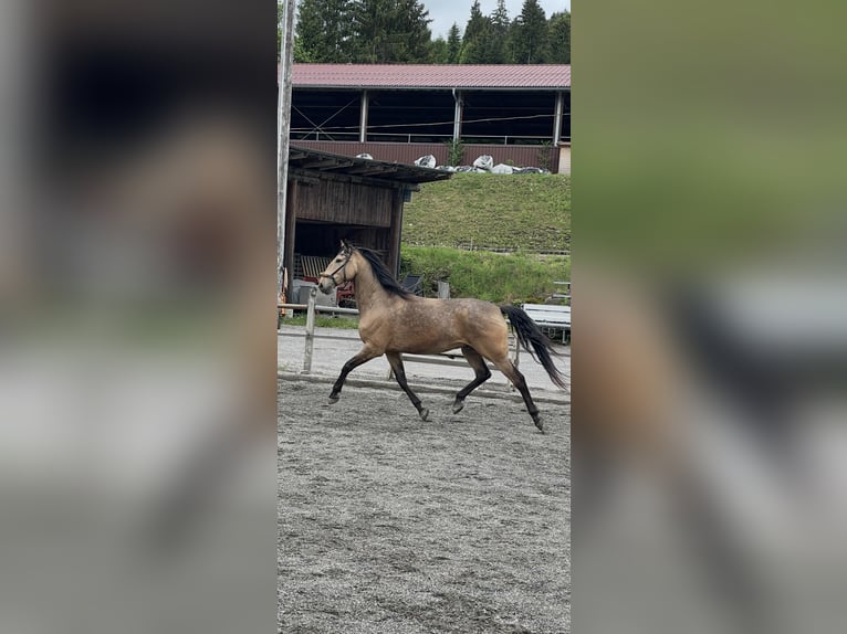 Lusitanien Hongre 7 Ans 161 cm Isabelle in Schwarzach im Pongau