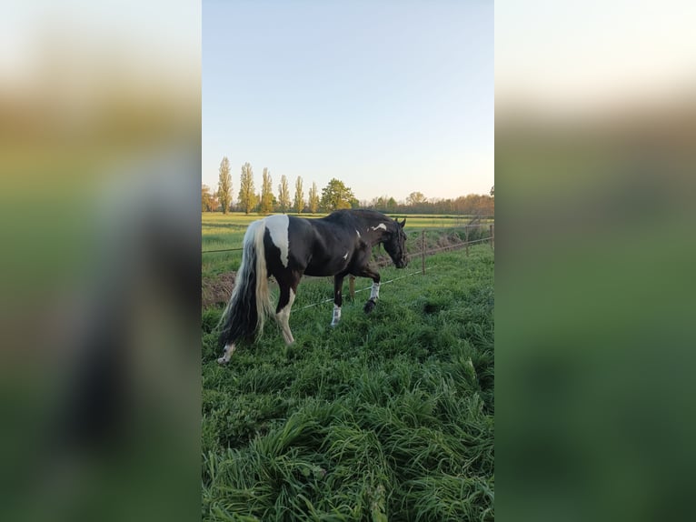 Lusitanien Croisé Hongre 7 Ans 161 cm Pinto in Vizzolo Predabissi