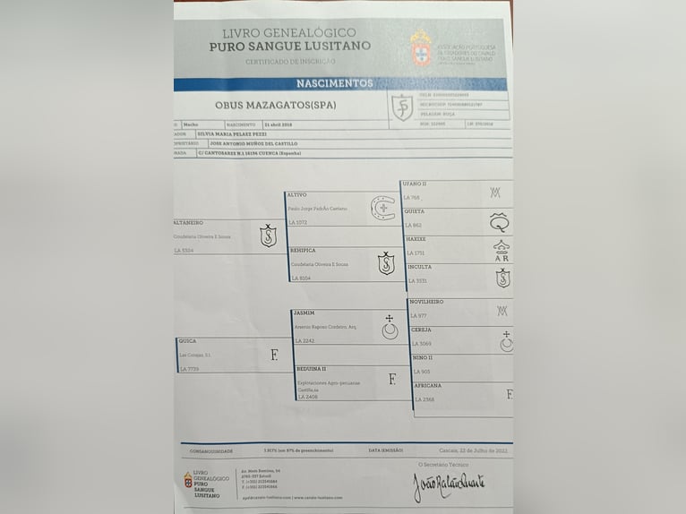 Lusitanien Hongre 7 Ans 162 cm Gris in Cuenca