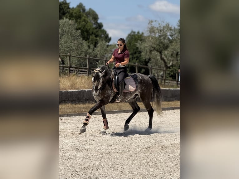 Lusitanien Hongre 7 Ans 162 cm Gris in Seia