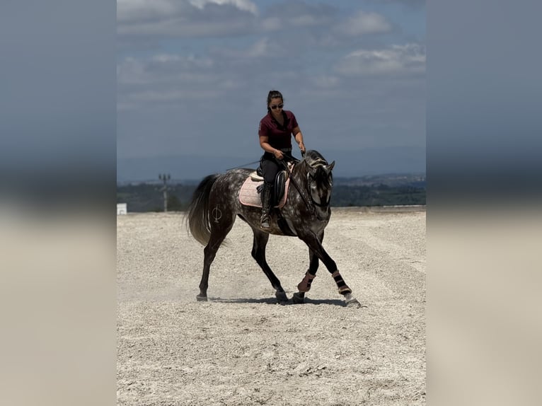 Lusitanien Hongre 7 Ans 162 cm Gris in Seia