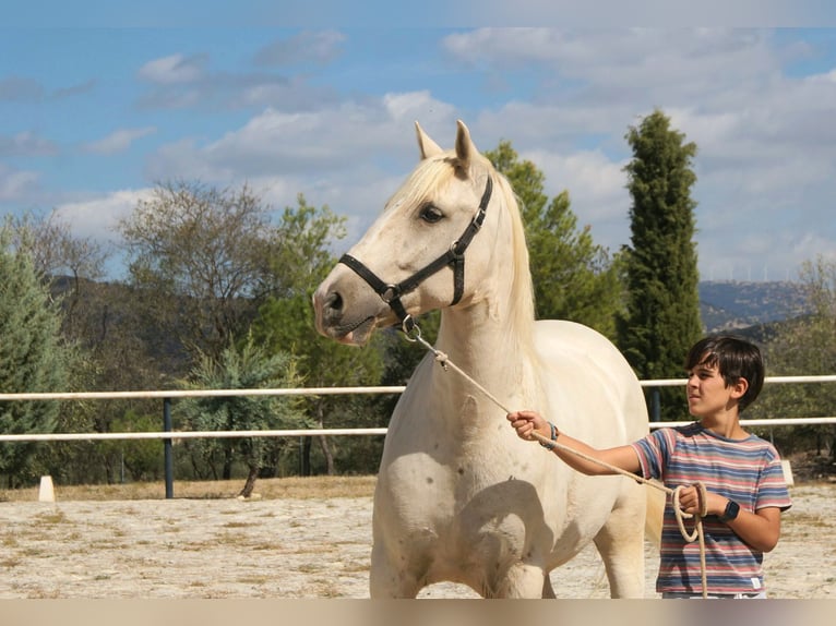 Lusitanien Hongre 7 Ans 162 cm Perle in Alcala La Real