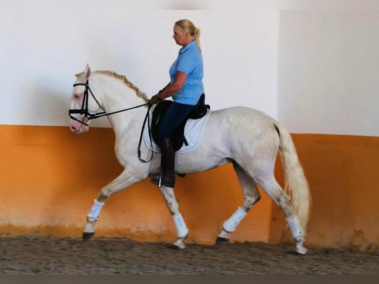 Lusitanien Hongre 7 Ans 163 cm Cremello in Amsterdam