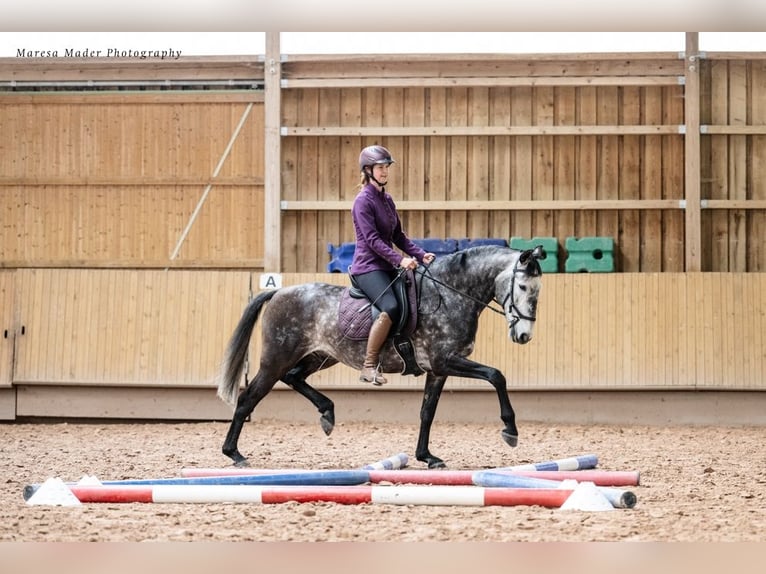 Lusitanien Hongre 7 Ans 163 cm Gris pommelé in Dischingen