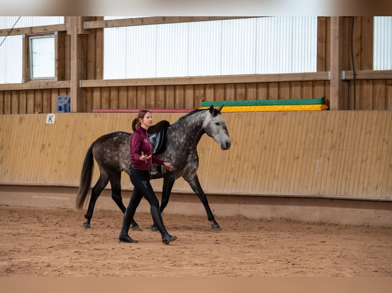 Lusitanien Hongre 7 Ans 163 cm Gris pommelé in Dischingen