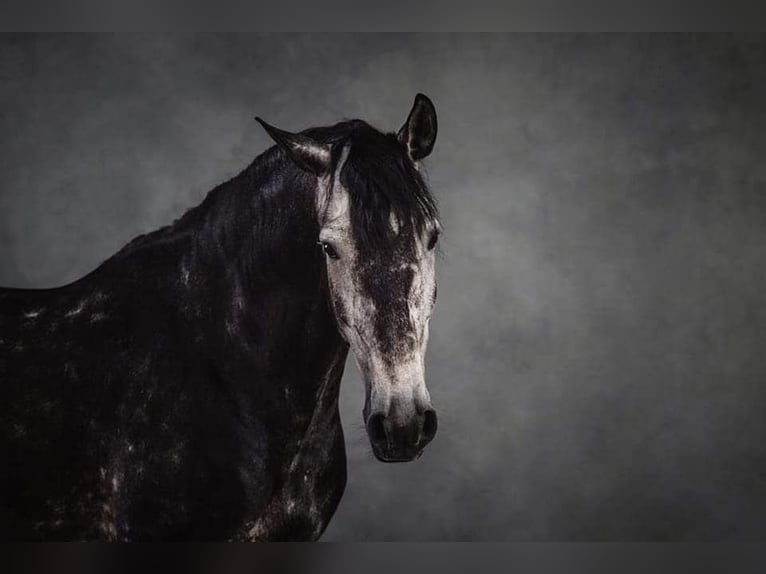 Lusitanien Hongre 7 Ans 163 cm Gris pommelé in Dischingen