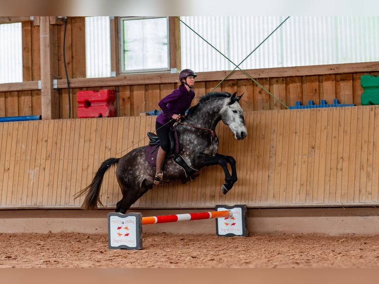 Lusitanien Hongre 7 Ans 163 cm Gris pommelé in Dischingen