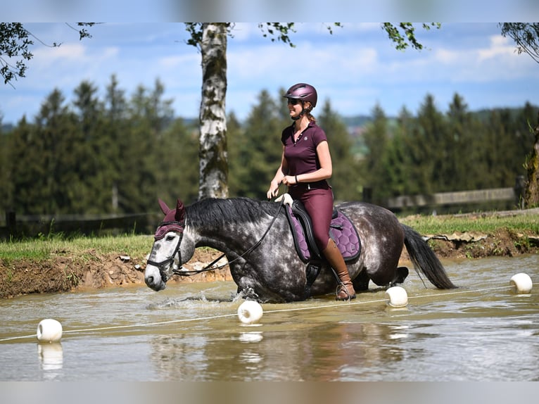 Lusitanien Hongre 7 Ans 163 cm Gris pommelé in Dischingen