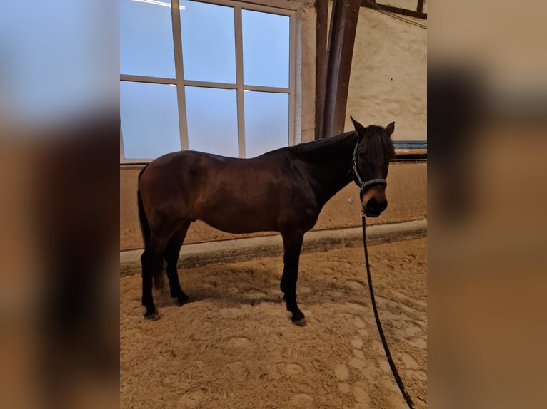 Lusitanien Hongre 7 Ans 164 cm Bai brun in Vellmar