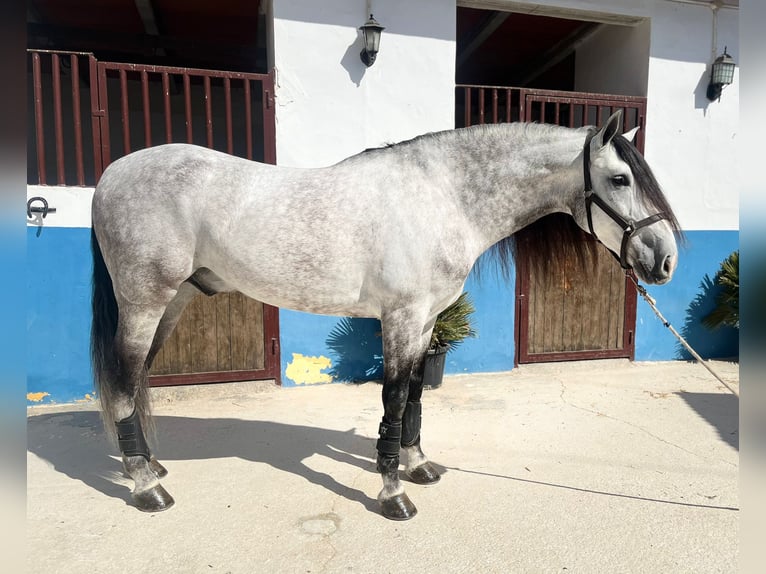 Lusitanien Hongre 7 Ans 164 cm Gris pommelé in Jerez de los caballeros