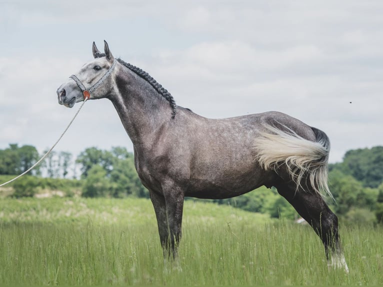 Lusitanien Hongre 7 Ans 164 cm Gris pommelé in Port Sainte Foy et Ponchapt